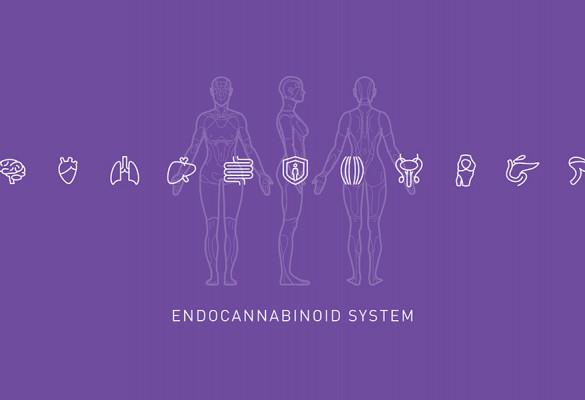 Endocannabinoid System