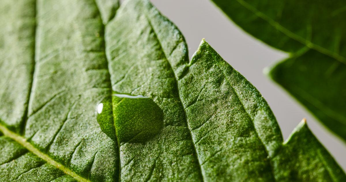 drop on a cannabis leaf photo