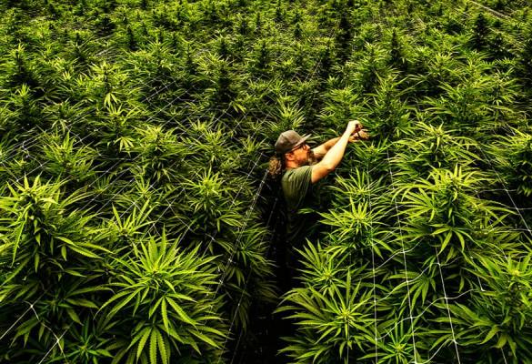 cannabis farmer 