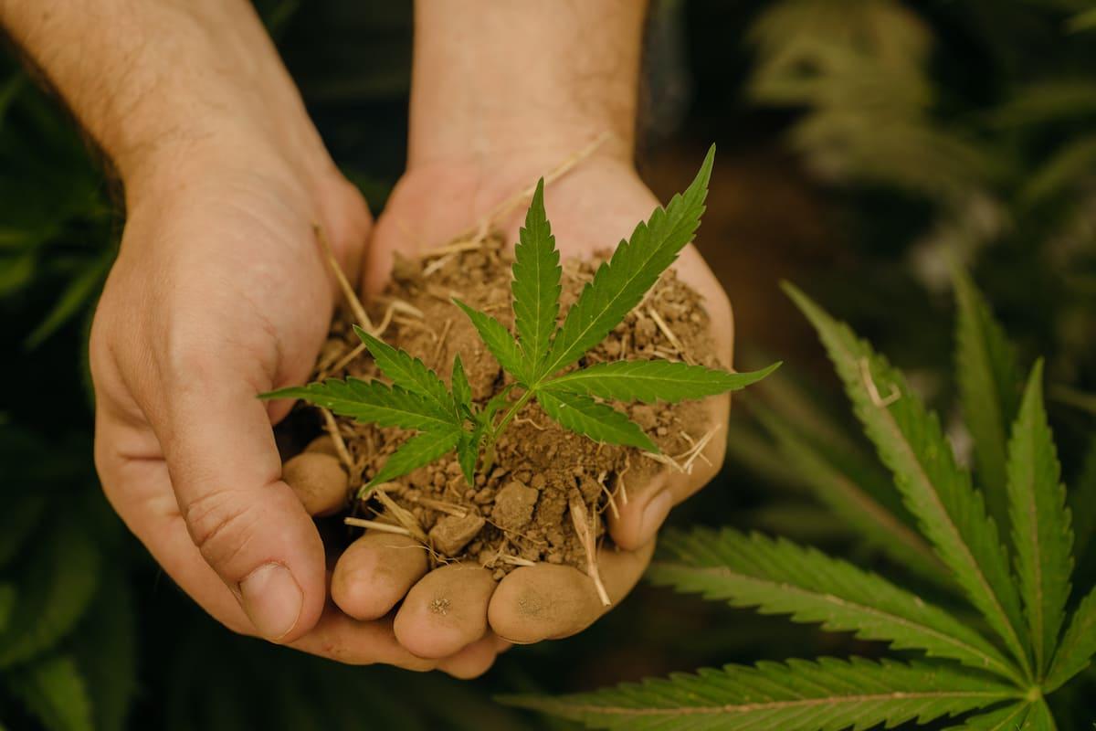 Does Sungrown Cannabis Create a Superior Product?